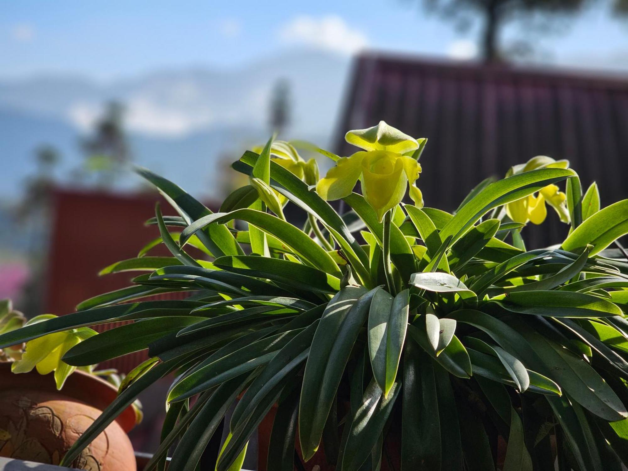 Dang Khoa Garden Inn Homestay Sapa Exteriör bild