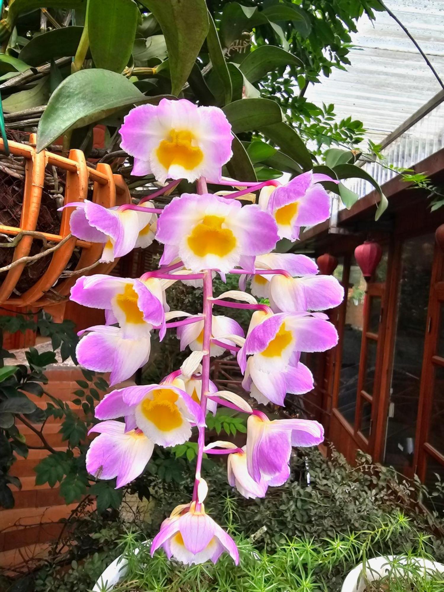 Dang Khoa Garden Inn Homestay Sapa Exteriör bild