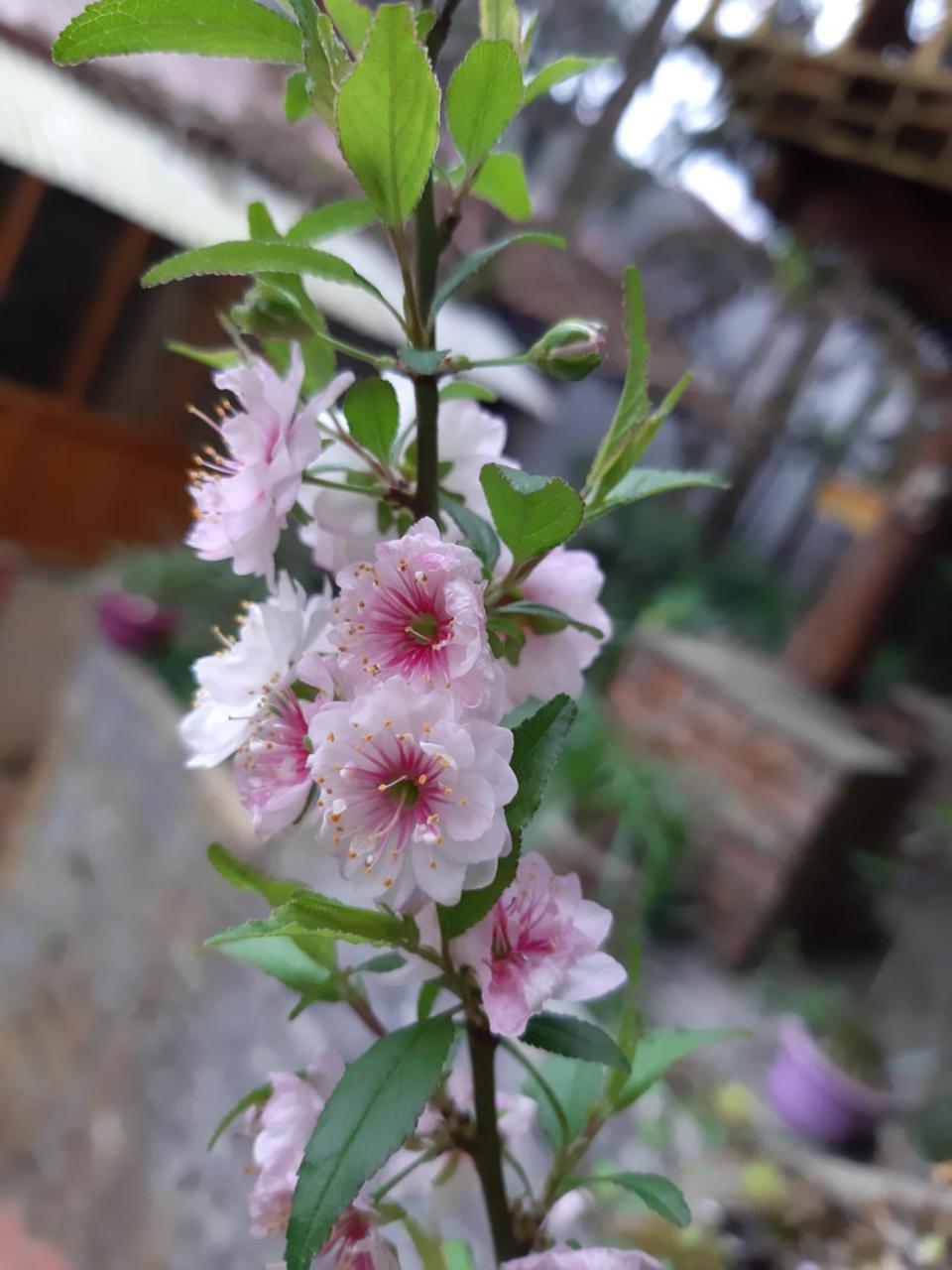 Dang Khoa Garden Inn Homestay Sapa Exteriör bild